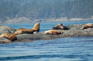 zeeleeuwen aan het zonnen | Tofino